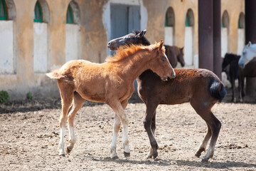 Two little Orlov trotter foals playing in a paddock on a sunny day