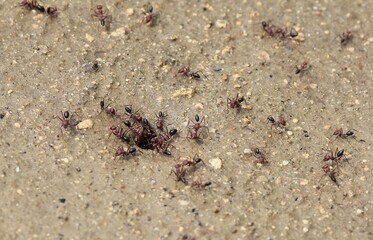 Cataglyphis viatica ants at the entrance to the anthill