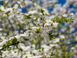 Blooming wild cherry