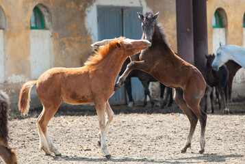 Two little Orlov trotter foals playing in a paddock on a sunny day