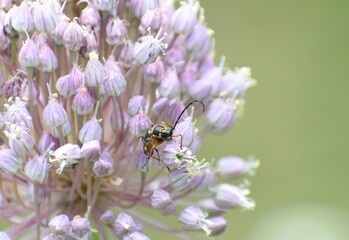 Beetle on flower