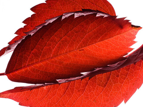 Wild grape leaves, red
