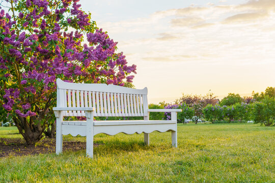 Bench By A Lilac Tree