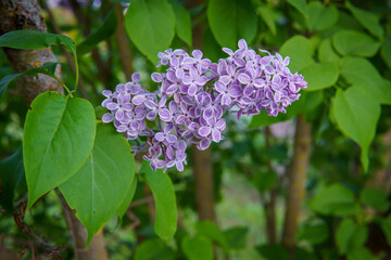 Lilac flower