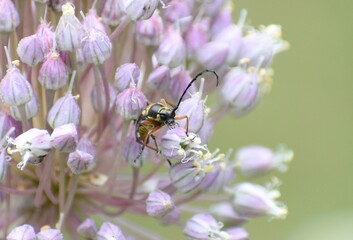 beetle on flower