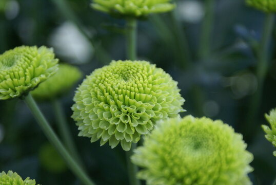 Chrysantemum flowers growing in a Dutch greenhouse