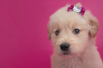 Golden retriever puppy