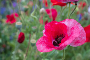 Obraz premium Colourful wild flowers, including poppies, on a roadside verge in Ickenham, West London UK. The Borough of Hillingdon has been planting wild flowers next to roads to support wildlife.
