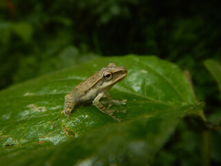 Polypedates maculatus knows us Indian tree frog on a leaf , kerala rainy season 