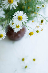 chamomile flowers on a table
