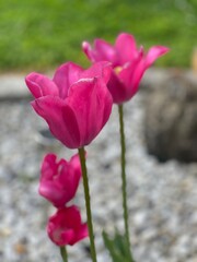 pink tulips in garden