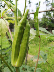 A Joint Okra in the farm.