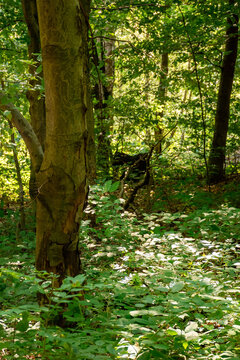 beech forest in summer. bright nature outdoor on a sunny day. tall trees in green foliage