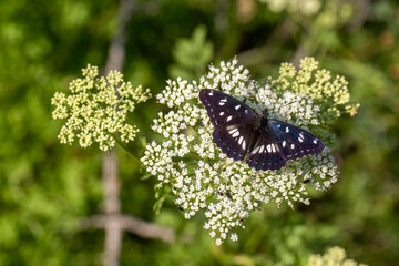 Butterfly in nature, Scientific name; Limenitis reducta (Turkish name; Akdeniz Hanimeli kelebegi)