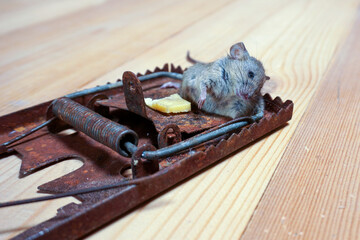Mouse in a mousetrap. Extermination of mice in homes and households.