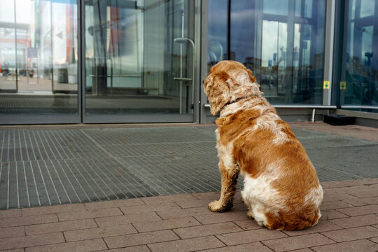 The lone dog sits in front of the glass doors and waits for the owners.