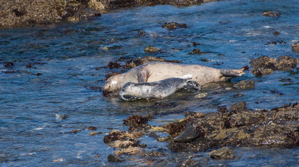 Harbor Seals on the N. California coastline