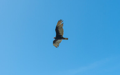 Pacific Coast raptors