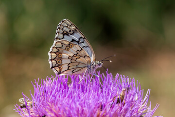 Butterfly in nature, scientific name; melanargia larissa