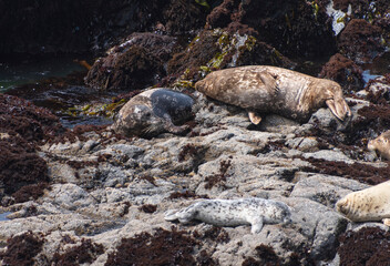 Harbor Seals on the N. California coastline