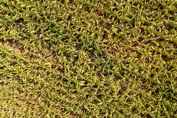 Sorghum plantation seen from above - Drone view