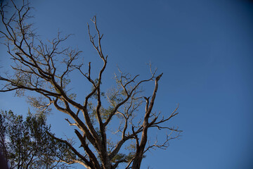 Enterolobium contorstisiliquum tree silhouette in natural farms area.
