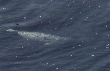 Harbor Seals on the N. California coastline