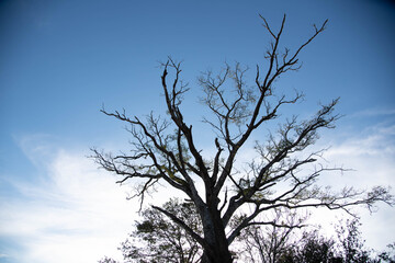 Enterolobium contorstisiliquum tree silhouette in natural farms area.