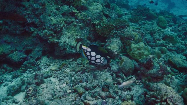 4K underwater shot of clown triggerfish Balistoides conspicillum or bigspotted triggerfish, Scuba diving in Maldives, marine life