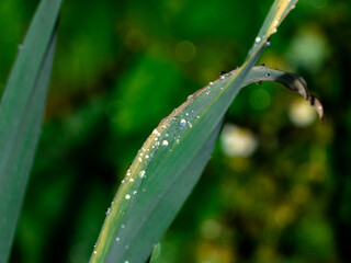 drops of dew on a grass