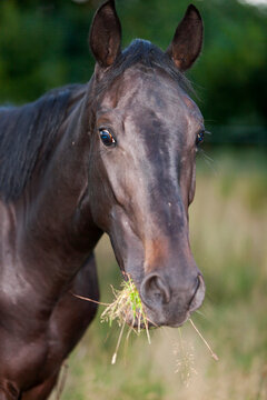  Young black horse looks at camera, eats grass, on sunny day