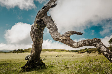 Ancient tree