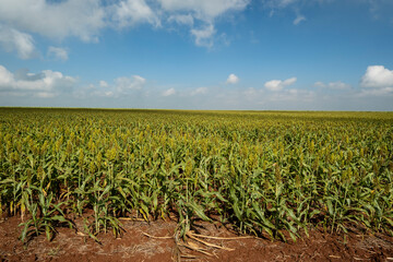 Sorghum plantation on a sunny day in Brazil