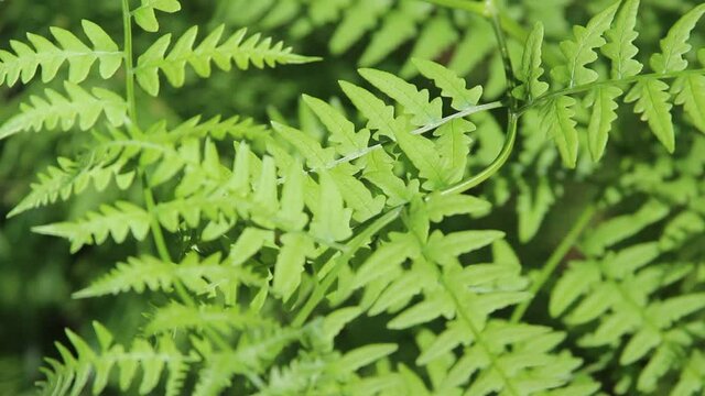 Fern leaves swaying from wind. Green leaf fern plant. Green fern leaves lit by the sun. Fern leaves in sunlight. Close-up.