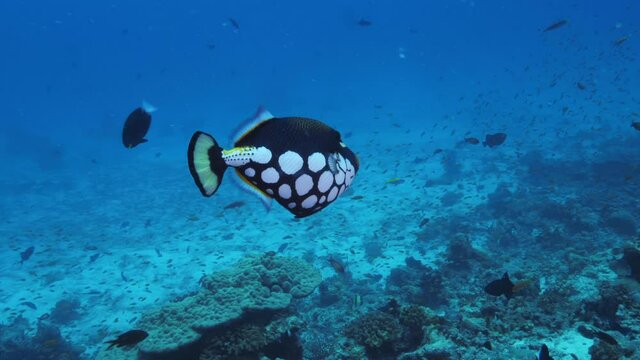 4K underwater shot of clown triggerfish Balistoides conspicillum or bigspotted triggerfish, Scuba diving in Maldives, marine life