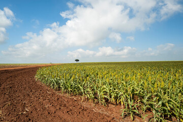 Sorghum plantation on a sunny day in Brazil