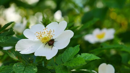 A beetle crawls on a white rosehip flower