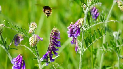 A bumblebee on a purple flower 