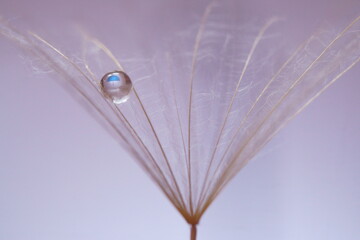 Background with dandelion seed and a water drop	