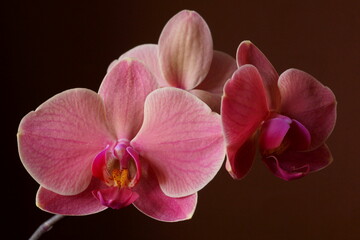Fototapeta na wymiar Beautiful background with pink orchids 