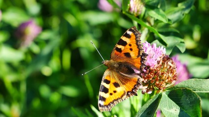 A butterfly on a clover flower.