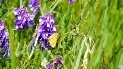 An orange moth on a purple flower 