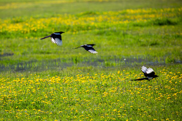 Black-billed Magpie (Pica pica) flying over dandelions in Wyoming at the end of May