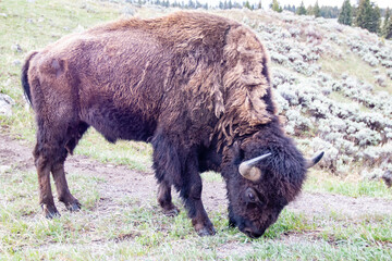 Bison (Bison bison) eating at Lamar Valley in Yellowstone National Park in May