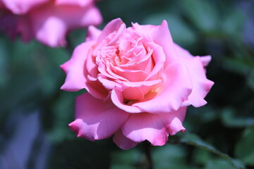 pink rose