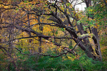 An old tree in autumn