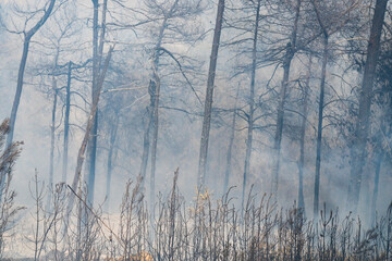 Obraz premium A Forest Fire in Israel