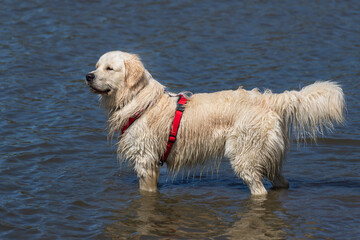 A large white furry dog stands in the water. The dog is wearing a harness.