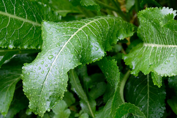 Horseradish bush close-up. Horseradish sheets with rain drops, top view. Large green leaves of horseradish.