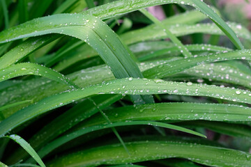 Lily leaves and raindrops top background. Green oblong leaves with water drops in spring. elongated leaves, bush in the garden. Green day lily bush